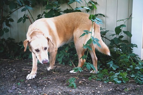 Pet example