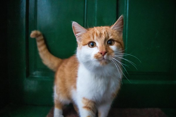 Pet example