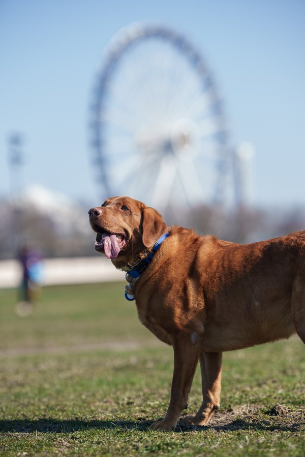 Pet example