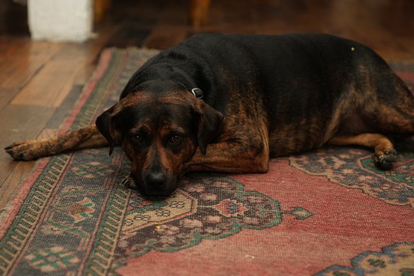 Pet example