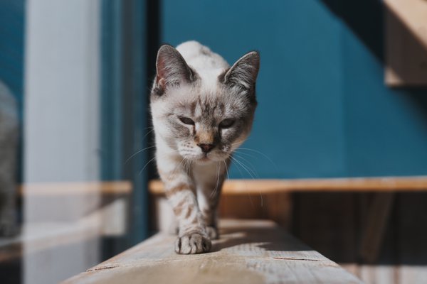 Pet example