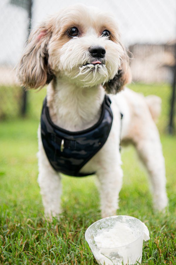 Pet example