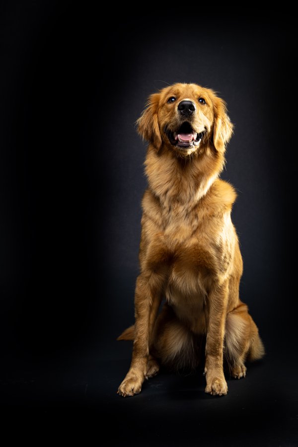 Pet example