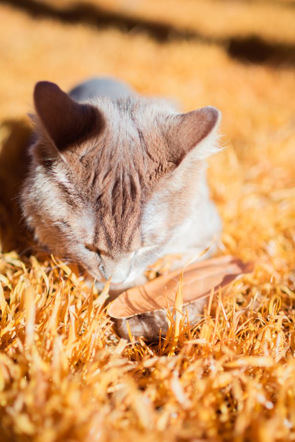 Pet example