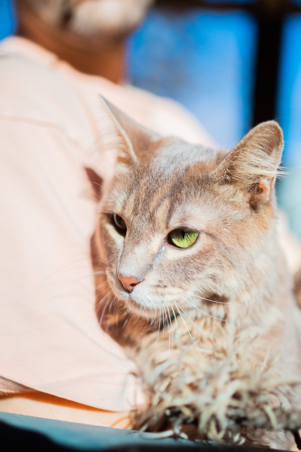 Pet example