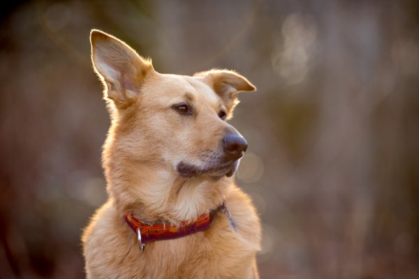 Pet example