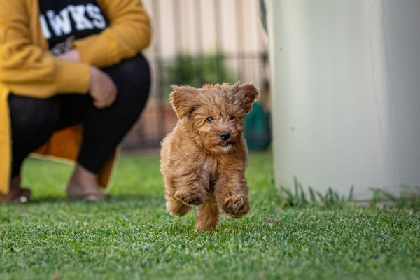 Pet example