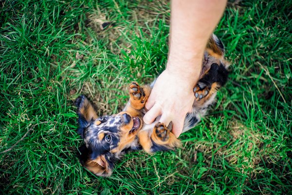 Pet featured sample  in Canberra