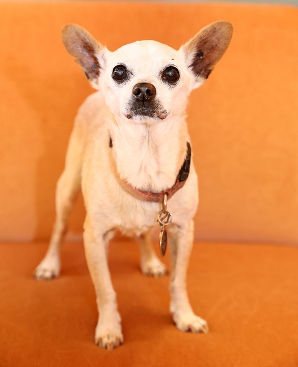 Pet example