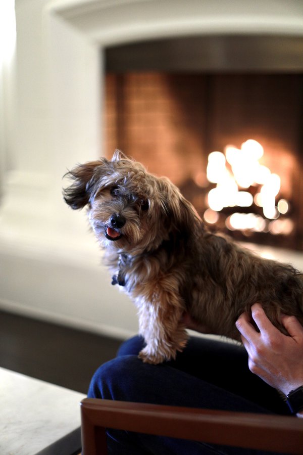 Pet example