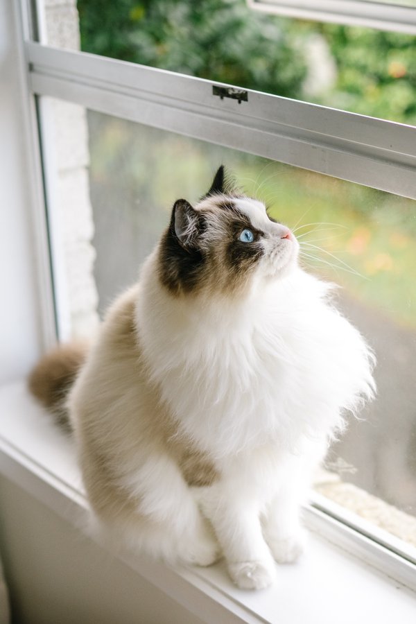 Pet example
