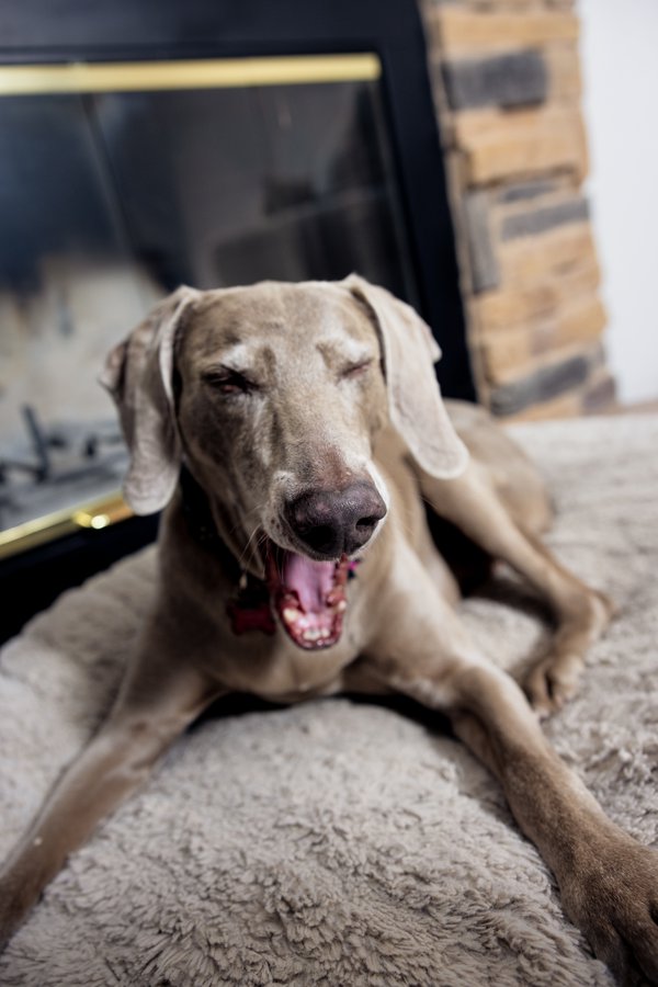 Pet example