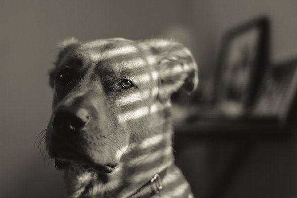 Pet example