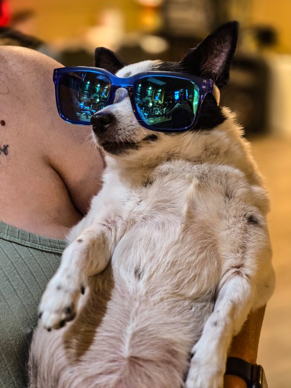 Pet example