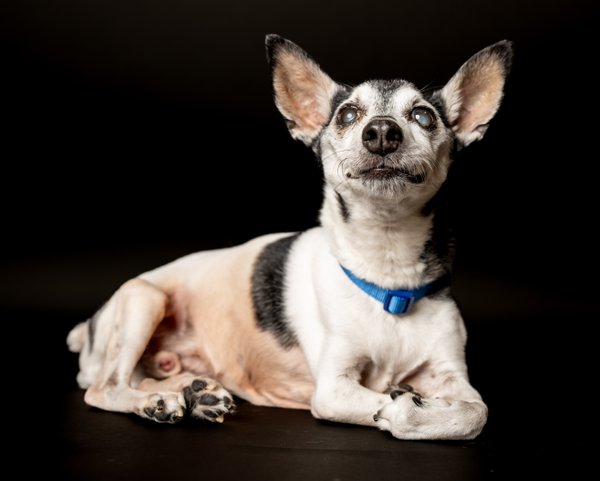 Pet example
