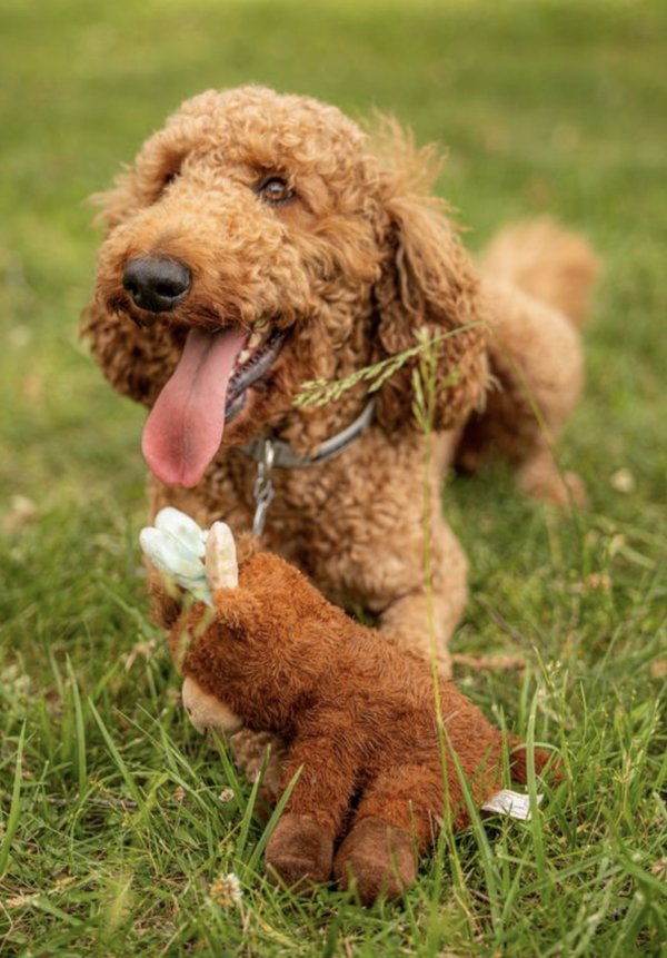 Pet example