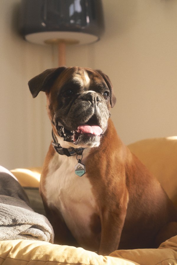 Pet example