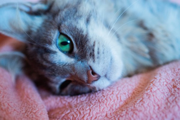 Pet example