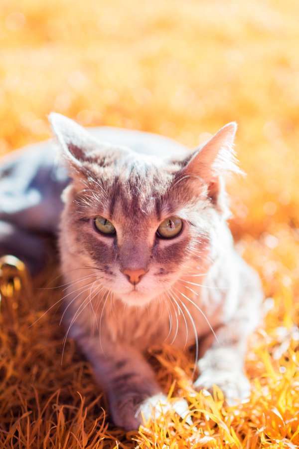Pet example