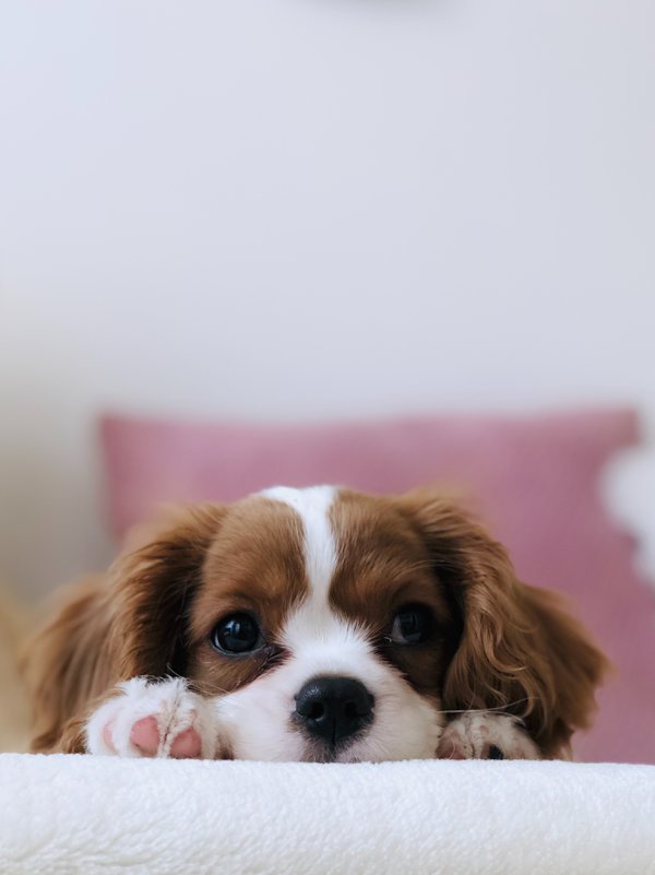 Pet example