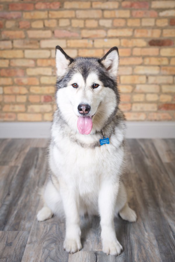 Pet example