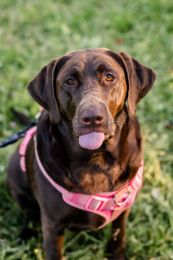 Pet example