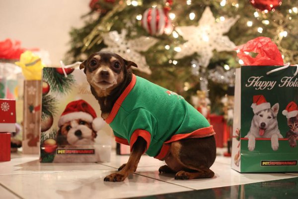 Pet example