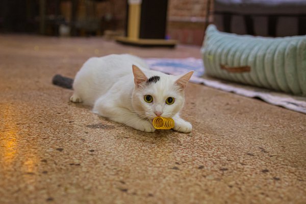 Pet example