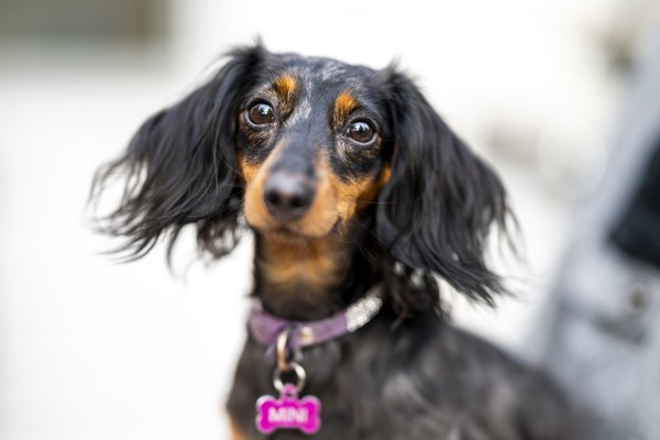 Pet example