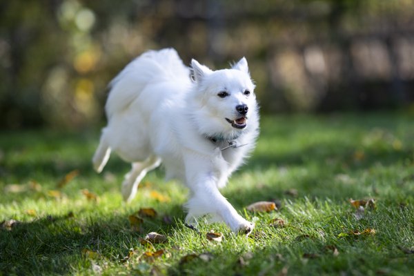 Pet example