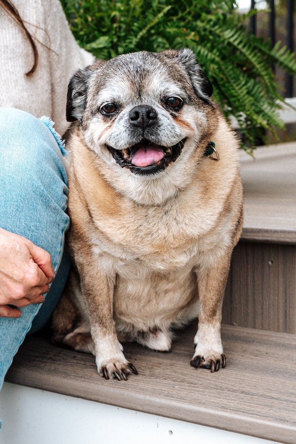 Pet example