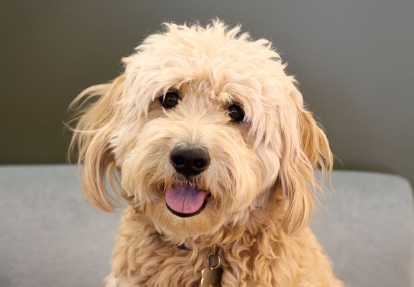 Pet example