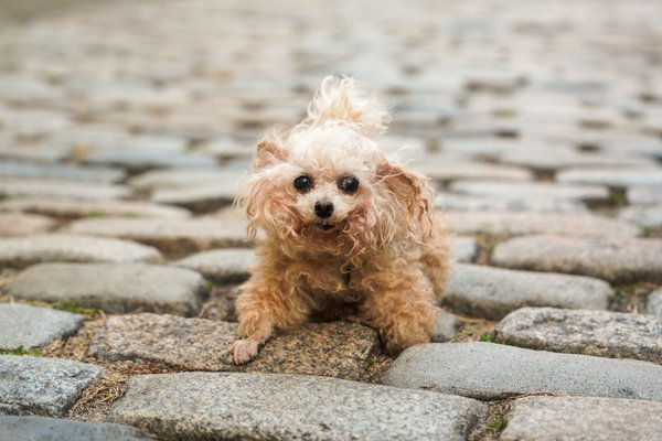 Pet example