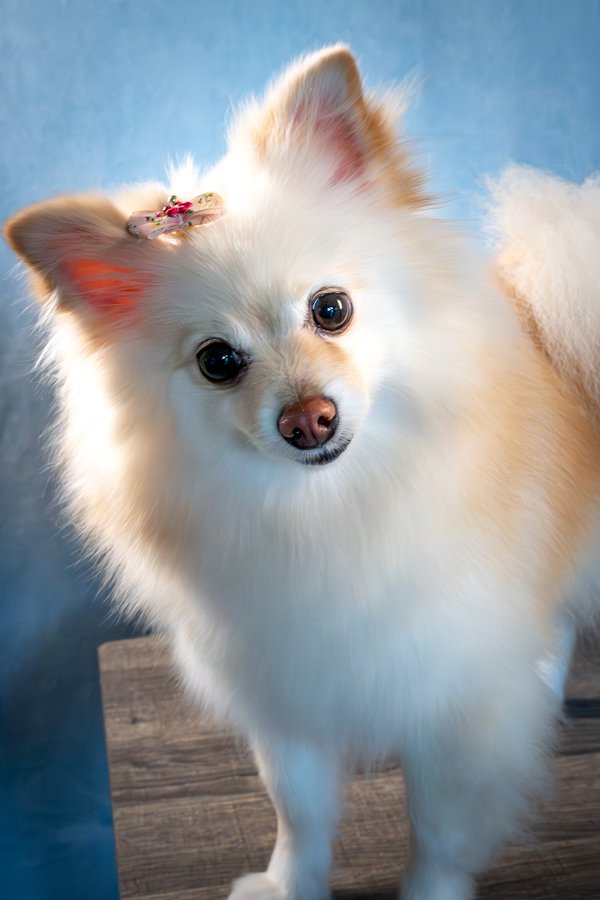 Pet example