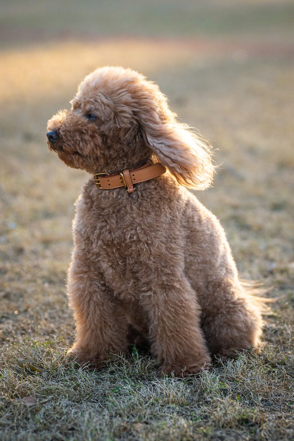 Pet example