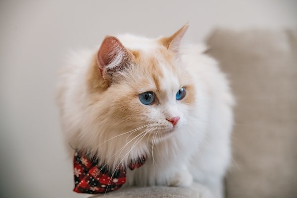 Pet example