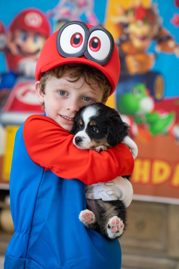 Pet example