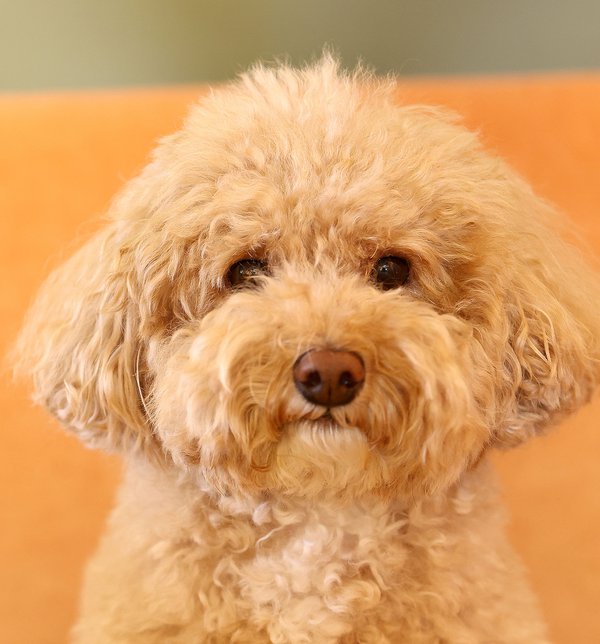 Pet example