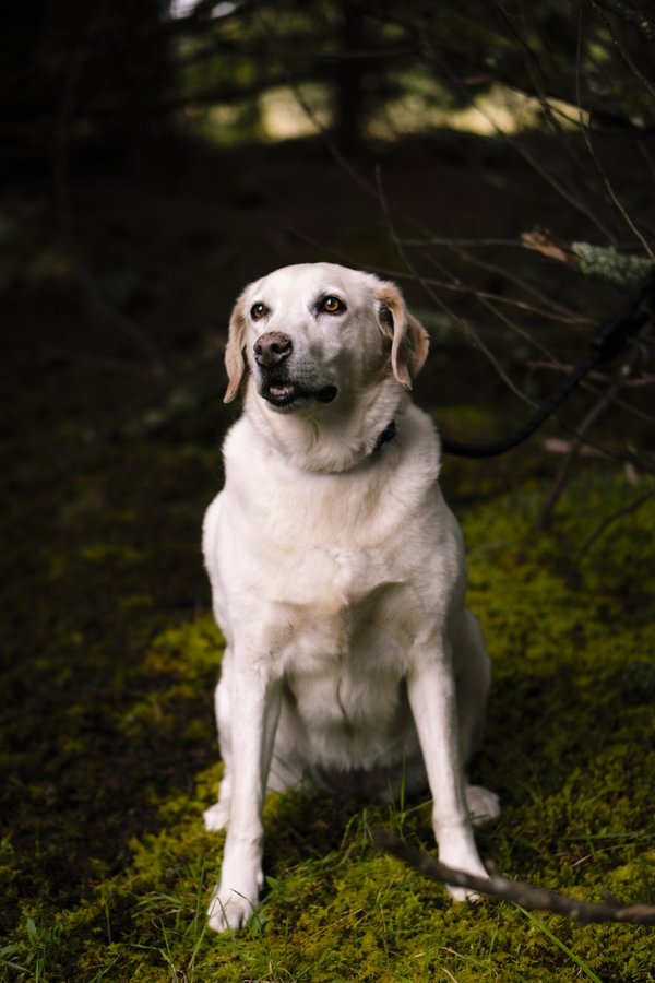 Pet example