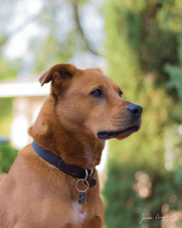 Pet example