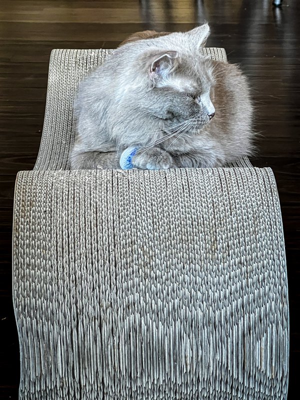 Pet example