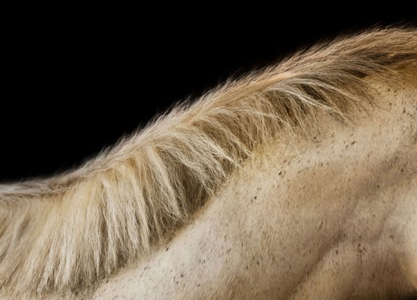 Pet example
