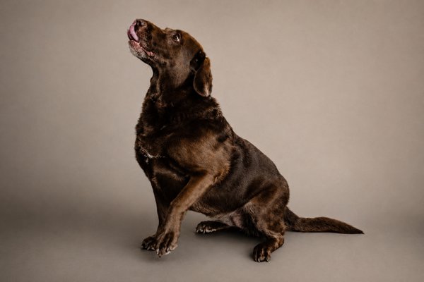 Pet example