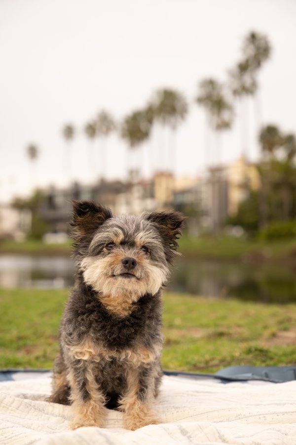 Pet example