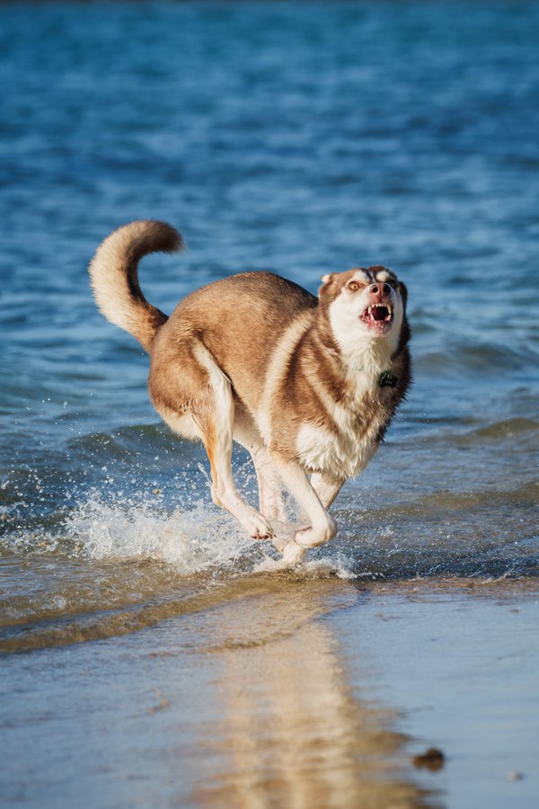 Pet example