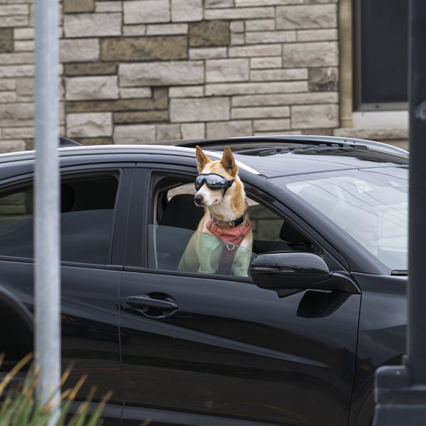 Pet example