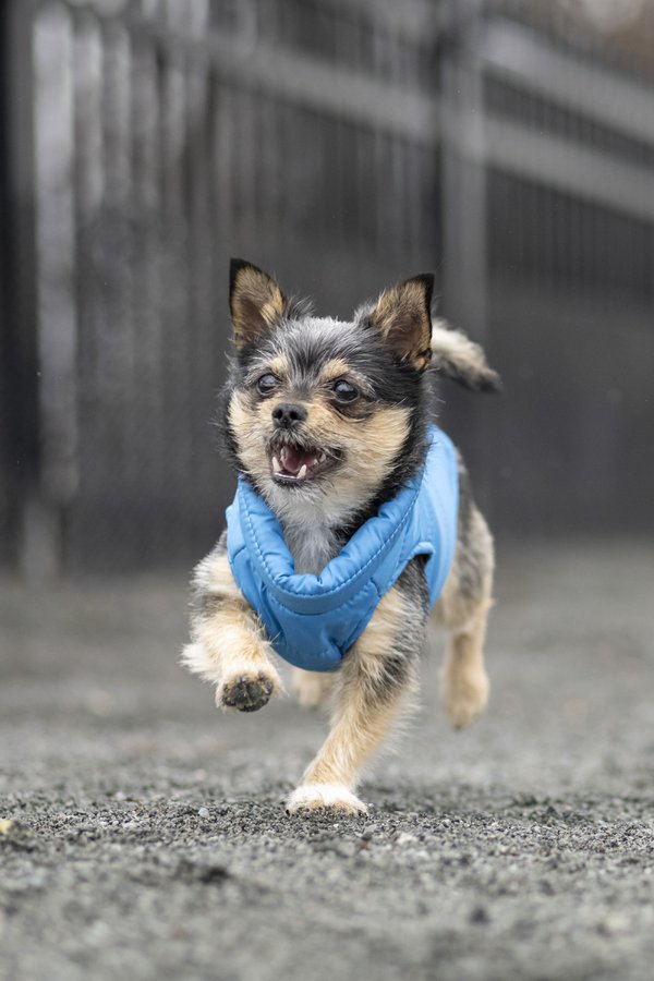 Pet example
