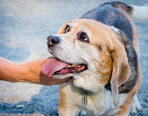 Pet example