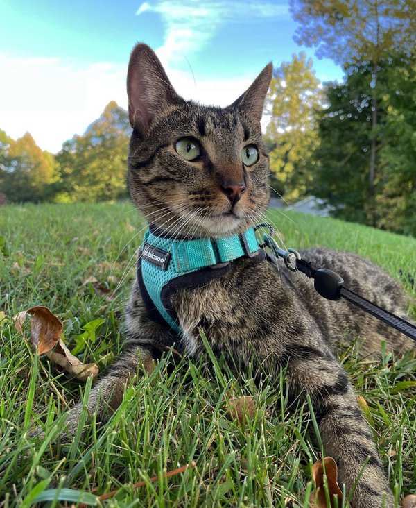 Pet example