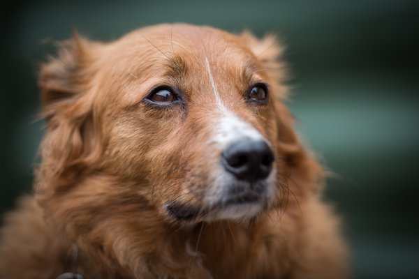Pet example